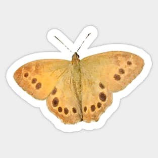 Northern Pearly-Eye Butterfly Sticker